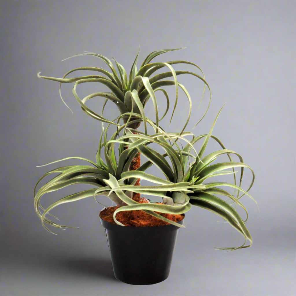 Product: Airplant Atmosphere (Artificial Plant)
Key Features:
High-quality materials
100% lifelike appearance
No watering or maintenance required www.uniqueboys.co.za