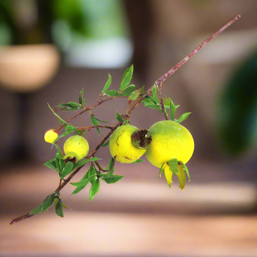 Product Description: Pomegranate Green Branch
Add a touch of natural elegance to your space with this beautiful branch of green pomegranates. Featuring a well-shaped fruit stem with leaves, this decorative piece showcases four pomegranates in various stages of growth