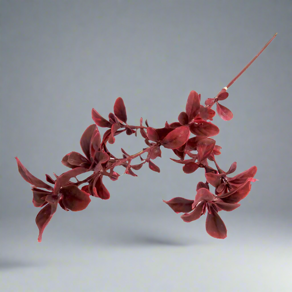 Product Details: Plumwine Spray
Description
Add a touch of elegance to your floral arrangements with our stunning Plumwine Spray. This artificial pittosporum spray boasts delicate, wine-hued leaves that create a beautiful, eye-catching aesthetic.