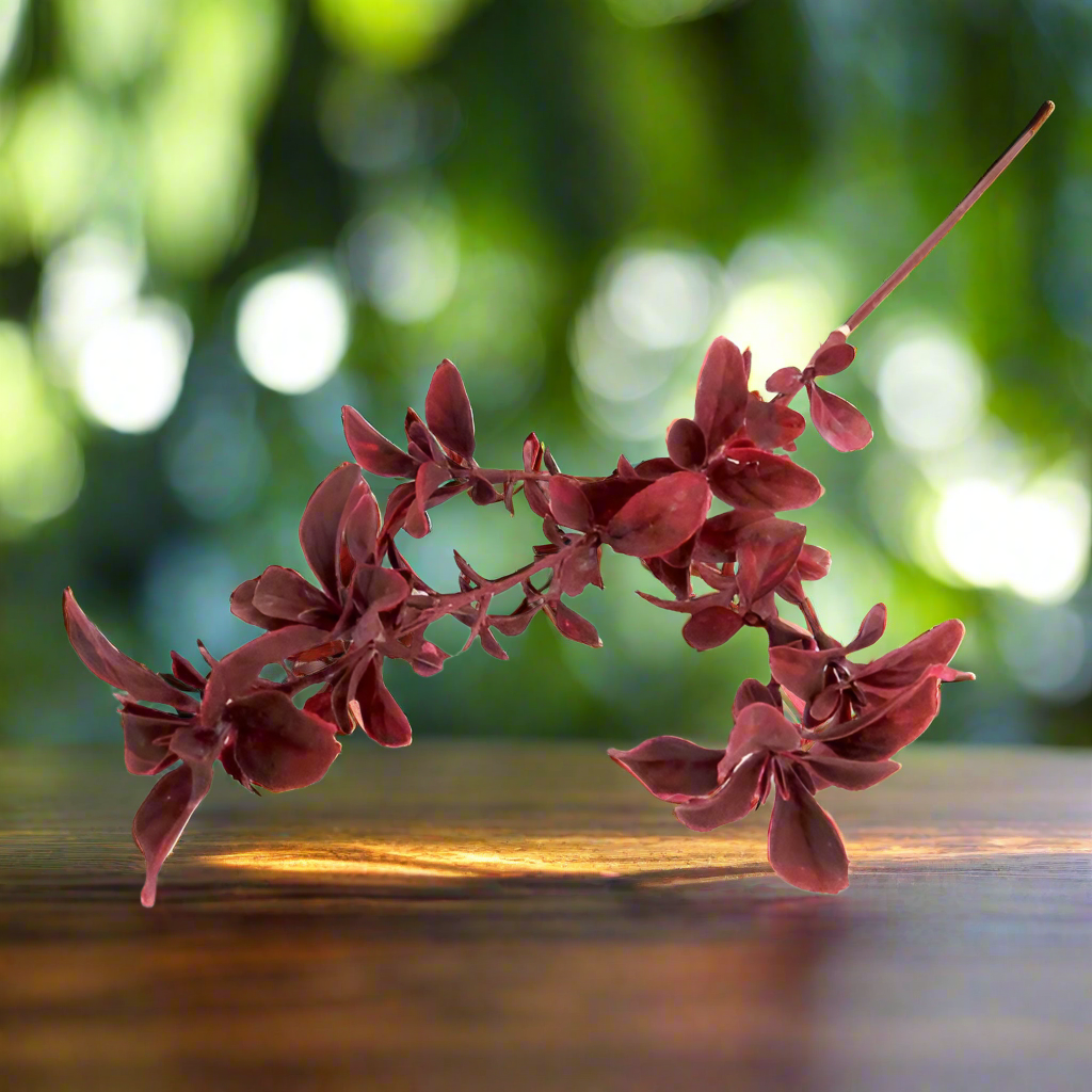 Product Details: Plumwine Spray
Description
Add a touch of elegance to your floral arrangements with our stunning Plumwine Spray. This artificial pittosporum spray boasts delicate, wine-hued leaves that create a beautiful, eye-catching aesthetic.