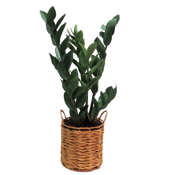 Product Description: Zamico Plant
Bring the beauty of nature indoors with the stunning Zamico Plant, standing tall at 70cm high. This artificial Dracaena features lush, green leaves that not only add a touch of natural elegance to your space but also improve air quality.