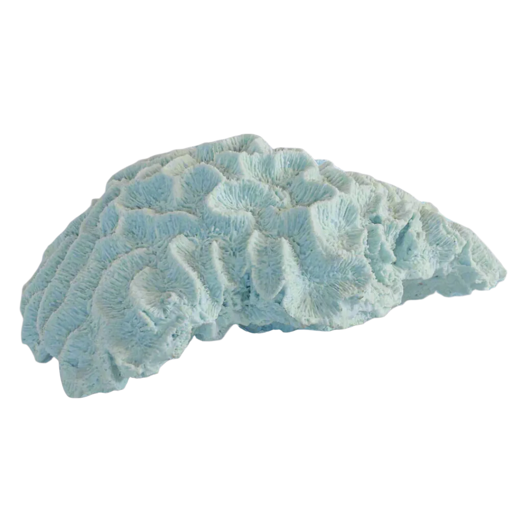 Coral brain blue x large