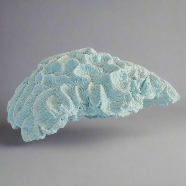 Coral Brain Blue X Large Decor Piece
Add a pop of vibrant color to your space with the stunning Coral Brain Blue X Large decor piece, expertly crafted to make a bold statement.
Design Features:
Unique coral-inspired design in a striking blue hue
X-Large size creates a dramatic visual effect
Perfect for adding contrast and visual interest to any room
Interior Style:
Complements modern, coastal, and bohemian interior styles
Adds a touch of whimsy and personality to living rooms, bedrooms, and offices
