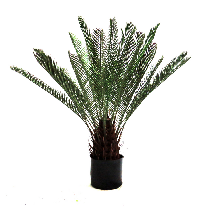 Cycad Artificial Plant - A Touch of Tropical Elegance!
Bring a piece of the tropics into your home or office with our stunning 66cm high Cycad artificial plant! This beautifully crafted piece boasts:
24 expertly constructed and colored leaves, replicating a mature plant
A realistic trunk showcasing previous growth points, adding to its authenticity
A sturdy, weighted pot, ensuring stability and ease of display
Perfect for Any Space
