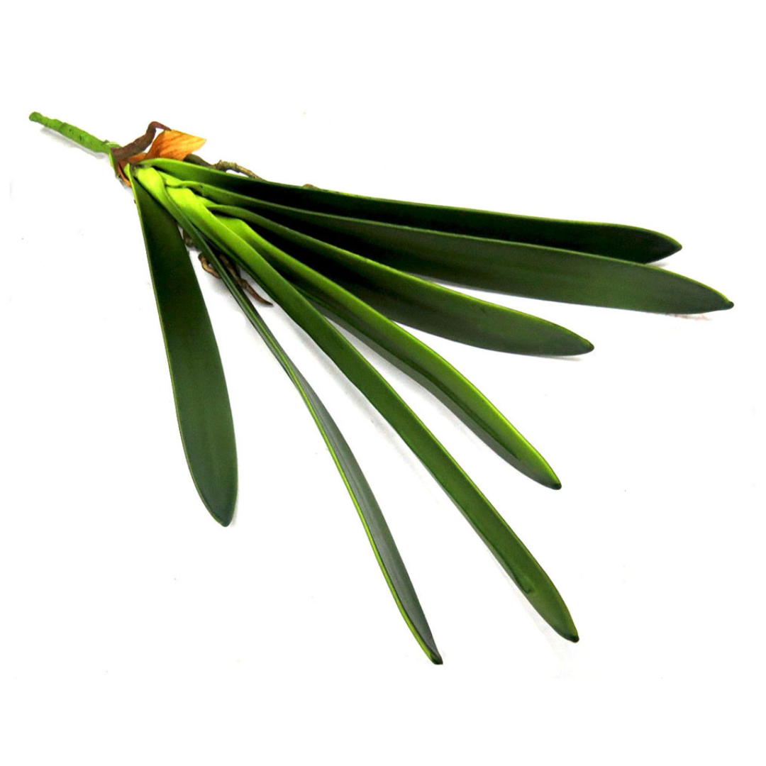 Cymbidium Leaf