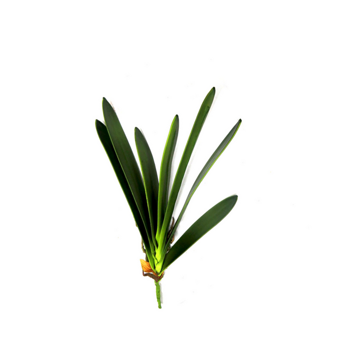Cymbidium Leaf Artificial Plant - Timeless Elegance!
Elevate your space with the Cymbidium Leaf artificial plant, showcasing:
7 lush leaf blades, expertly crafted for a lifelike appearance
3 strong roots, adding stability and realism
A sturdy stem, supporting the plant's elegant structure
Total length: 45cmL, perfect for accentuating any area
Unparalleled Quality, Effortless Style
Fantastic quality, designed to impress
No maintenance required, simply enjoy
Purifies the air, boosts mood.