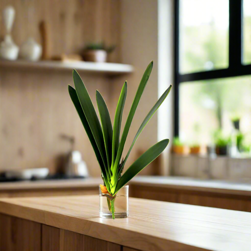 Cymbidium Leaf Artificial Plant - Timeless Elegance!
Elevate your space with the Cymbidium Leaf artificial plant, showcasing:
7 lush leaf blades, expertly crafted for a lifelike appearance
3 strong roots, adding stability and realism
A sturdy stem, supporting the plant's elegant structure
Total length: 45cmL, perfect for accentuating any area
Unparalleled Quality, Effortless Style
Fantastic quality, designed to impress
No maintenance required, simply enjoy
Purifies the air, boosts mood.