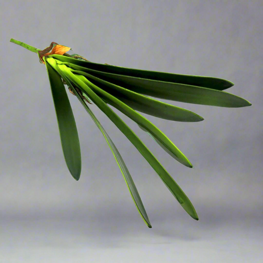 Cymbidium Leaf Artificial Plant - Timeless Elegance!
Elevate your space with the Cymbidium Leaf artificial plant, showcasing:
7 lush leaf blades, expertly crafted for a lifelike appearance
3 strong roots, adding stability and realism
A sturdy stem, supporting the plant's elegant structure
Total length: 45cmL, perfect for accentuating any area
Unparalleled Quality, Effortless Style
Fantastic quality, designed to impress
No maintenance required, simply enjoy
Purifies the air, boosts mood.