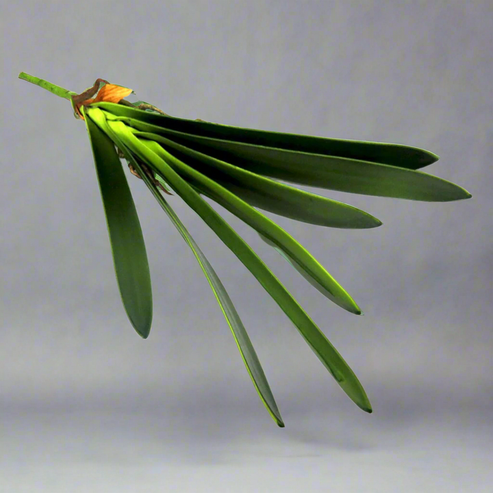 Cymbidium Leaf Artificial Plant - Timeless Elegance!
Elevate your space with the Cymbidium Leaf artificial plant, showcasing:
7 lush leaf blades, expertly crafted for a lifelike appearance
3 strong roots, adding stability and realism
A sturdy stem, supporting the plant's elegant structure
Total length: 45cmL, perfect for accentuating any area
Unparalleled Quality, Effortless Style
Fantastic quality, designed to impress
No maintenance required, simply enjoy
Purifies the air, boosts mood.