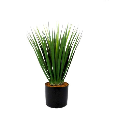 Dracaena - A Modern and Dramatic Touch of Greenery!
Elevate your space with the sleek and stylish Dracaena plant!
Stands tall at 52cm with a thick and strong stem
Firm, wide blades create a dramatic, eye-catching shape
Perfect for adding a touch of modern greenery to any room
Benefits:
Low maintenance, no watering or pruning required
Adds a touch of natural beauty to any room
Trendy and stylish, staying forever in style
Get Ready to Make a Statement!
Size: 52cmH
Delivery: 5 to 7 working days
Unique Boys