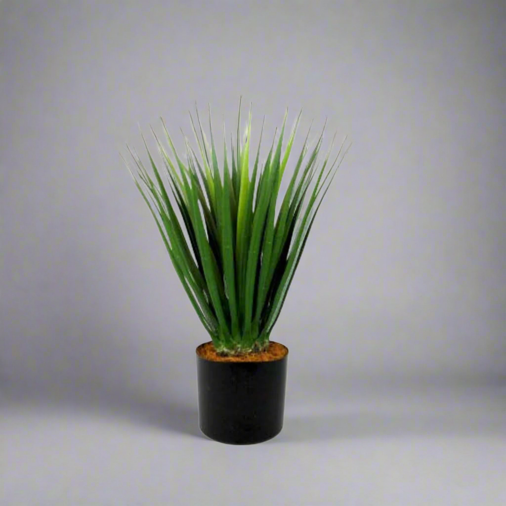 Dracaena - A Modern and Dramatic Touch of Greenery!
Elevate your space with the sleek and stylish Dracaena plant!
Stands tall at 52cm with a thick and strong stem
Firm, wide blades create a dramatic, eye-catching shape
Perfect for adding a touch of modern greenery to any room
Benefits:
Low maintenance, no watering or pruning required
Adds a touch of natural beauty to any room
Trendy and stylish, staying forever in style
Get Ready to Make a Statement!
Size: 52cmH
Delivery: 5 to 7 working days
Unique Boys - 