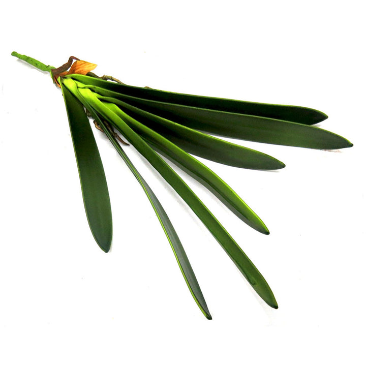 Cymbidium Leaf Artificial Plant - Timeless Elegance!
Elevate your space with the Cymbidium Leaf artificial plant, showcasing:
7 lush leaf blades, expertly crafted for a lifelike appearance
3 strong roots, adding stability and realism
A sturdy stem, supporting the plant's elegant structure
Total length: 45cmL, perfect for accentuating any area
Unparalleled Quality, Effortless Style
Fantastic quality, designed to impress
No maintenance required, simply enjoy
Purifies the air, boosts mood.