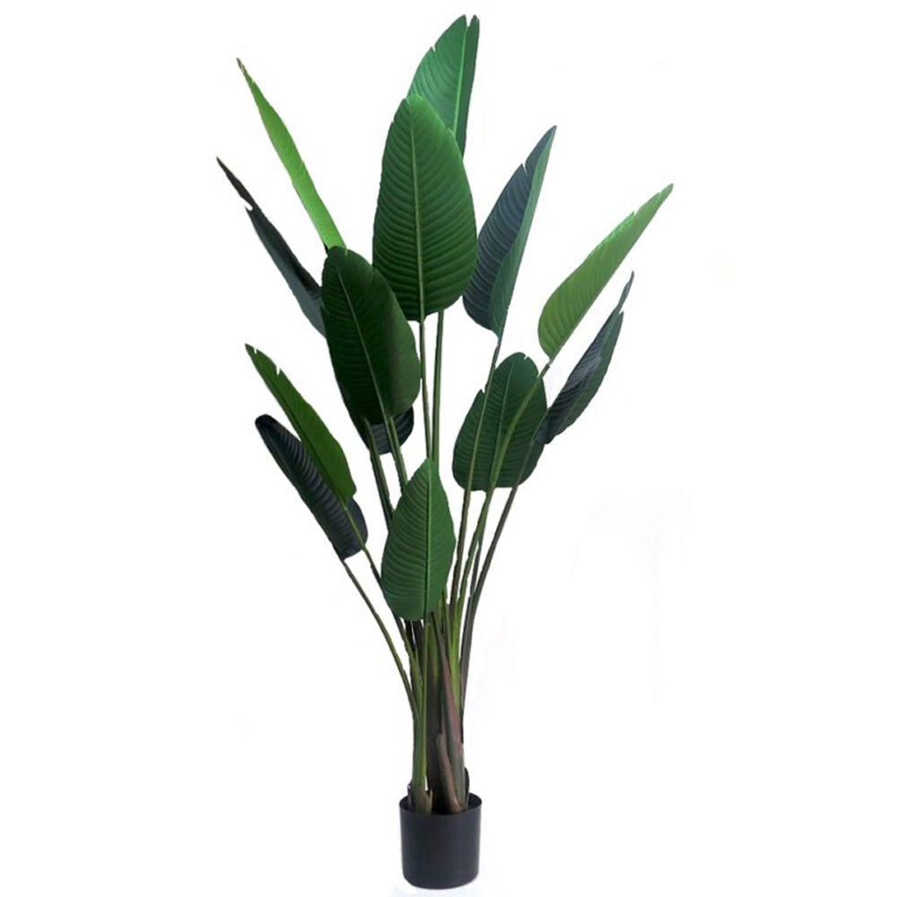 Product Details: Stammtisch Strelitzia Artificial Plant
Description
The Strelitzia artificial plant is a stunning, tall plant that can add a touch of elegance and grandeur to any room. Its impressive height makes it perfect for larger spaces, such as hallways or rooms with high ceilings.