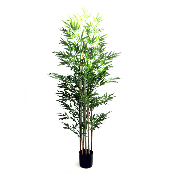 Trunk Bamboo Plant
Enhance your space with our Trunk Bamboo Plant, standing at 190cm in height and featuring 7 bamboo trunks. Enjoy the calming and air-purifying benefits of this beautiful plant.
