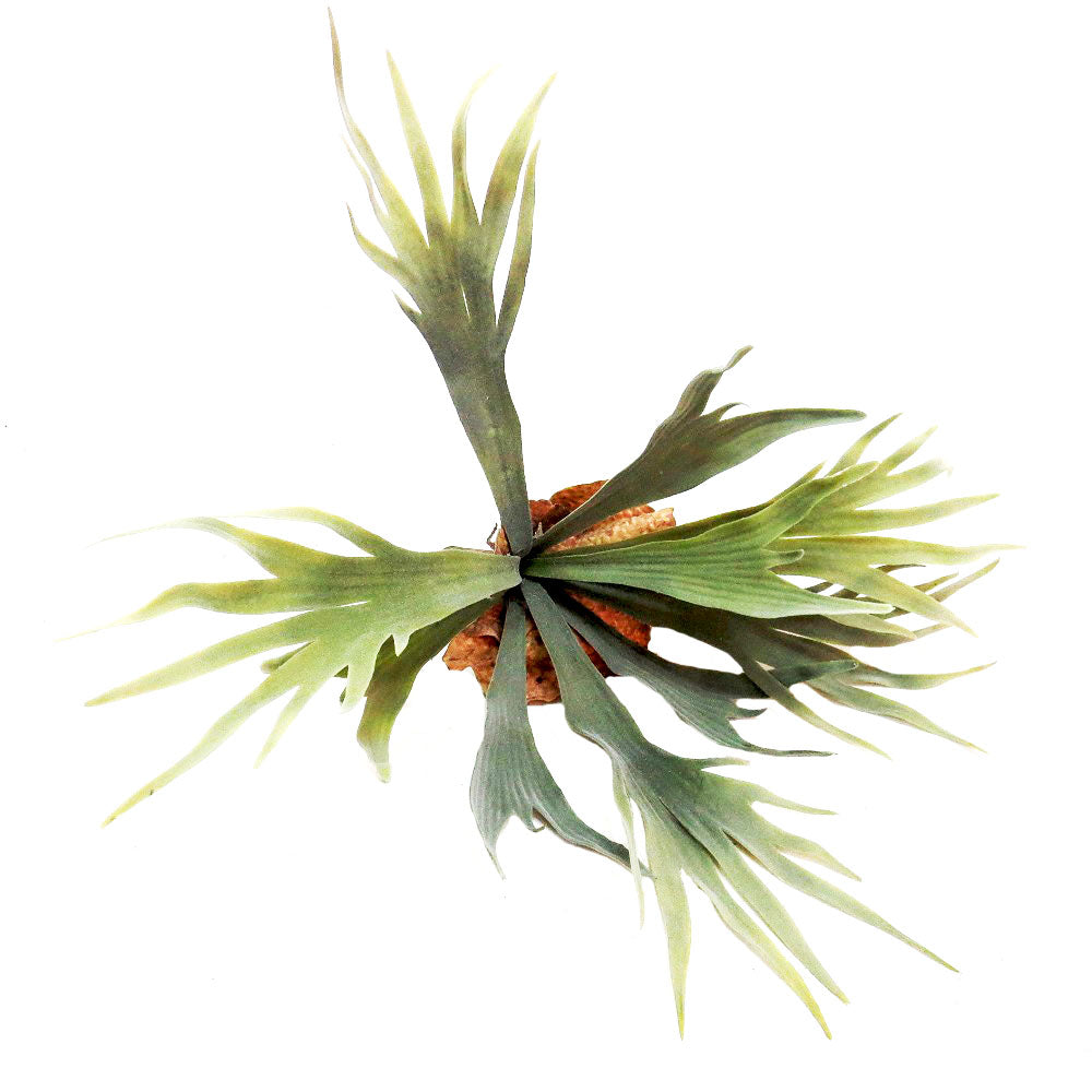 Introducing the Staghorn Kwapalma
Elevate Your Home Decor with a Stunning Piece of Art
Experience the natural beauty of the Staghorn Kwapalma, expertly crafted from high-quality staghorn. This exquisite piece boasts 9 perfectly formed "branches" growing from a sturdy base with roots, measuring 32.5cm.
A Unique Decor Piece:
Handcrafted: Expertly crafted for a one-of-a-kind piece
Natural Beauty: Replicates the unique shape and texture of real staghorn
Durable: Made with high-quality materials for long-lasting
