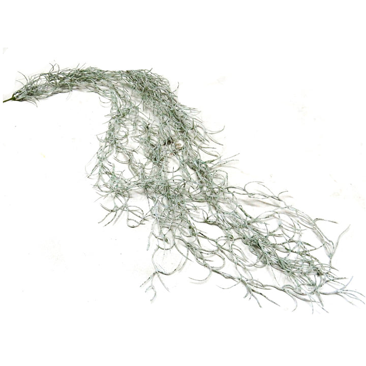 Spanish Moss