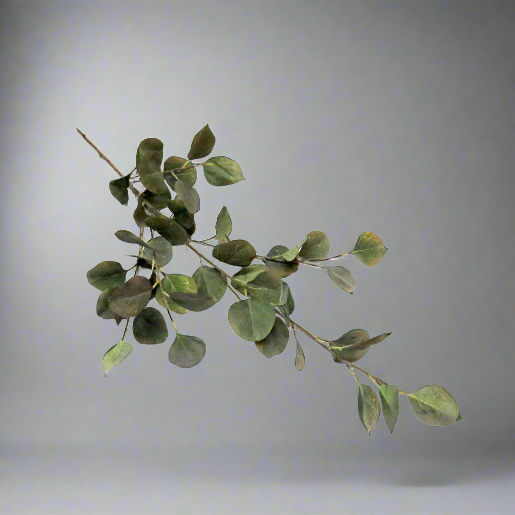 Grey Mist Euca Leaf Artificial Plant
Bring the outdoors in with the stunning Grey Mist Euca Leaf Artificial Plant. Measuring 93cm in length, this beautiful plant features 47 luscious leaves on a single stem, providing a natural and decorative touch to your home or office.