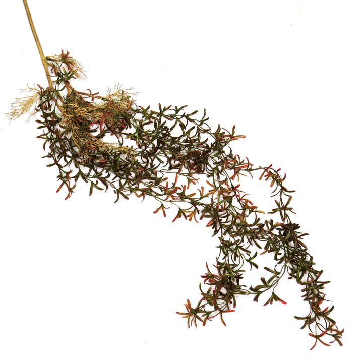 Greenstrings Rooted Vine
Bring the serenity of nature indoors with our stunning Greenstrings Rooted Vine. Standing 103cm tall, this artificial plant adds a touch of greenery to any space, creating a peaceful and natural ambiance. Its incredibly realistic appearance will make you forget it's not real!
