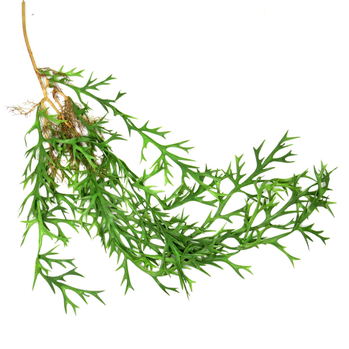 Staghorn Rooty Tooty Hanging Plant - A Showstopping Addition!
Elevate your space with the stunning Staghorn Rooty Tooty Hanging Plant!
Generous length: 110cm, making a bold statement wherever it hangs
Unique, eye-catching design that adds a touch of elegance and greenery
Perfect for indoor decor, offices, or as a thoughtful gift
Benefits:
Low maintenance, no watering or pruning required
Adds a touch of natural beauty to any room
Grabs attention and brings life to any space