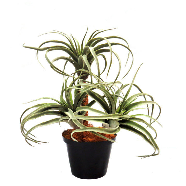 Product: Airplant Atmosphere (Artificial Plant)
Key Features:
High-quality materials
100% lifelike appearance
No watering or maintenance required www.uniqueboys.co.za