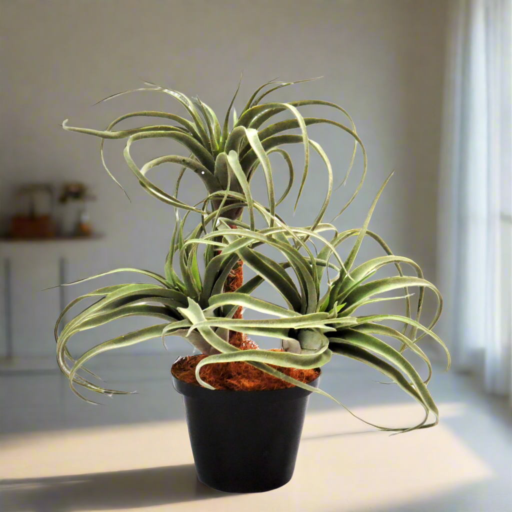 Product: Airplant Atmosphere (Artificial Plant)
Key Features:
High-quality materials
100% lifelike appearance
No watering or maintenance required www.uniqueboys.co.za