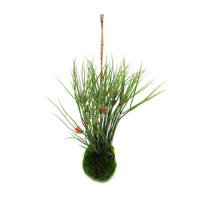 Kraanzkloof Reed Ball by Unique Boys
Bring a touch of nature into your space with our expertly crafted Kraanzkloof Reed Ball, a unique and beautifully designed piece.
Breathtaking Details