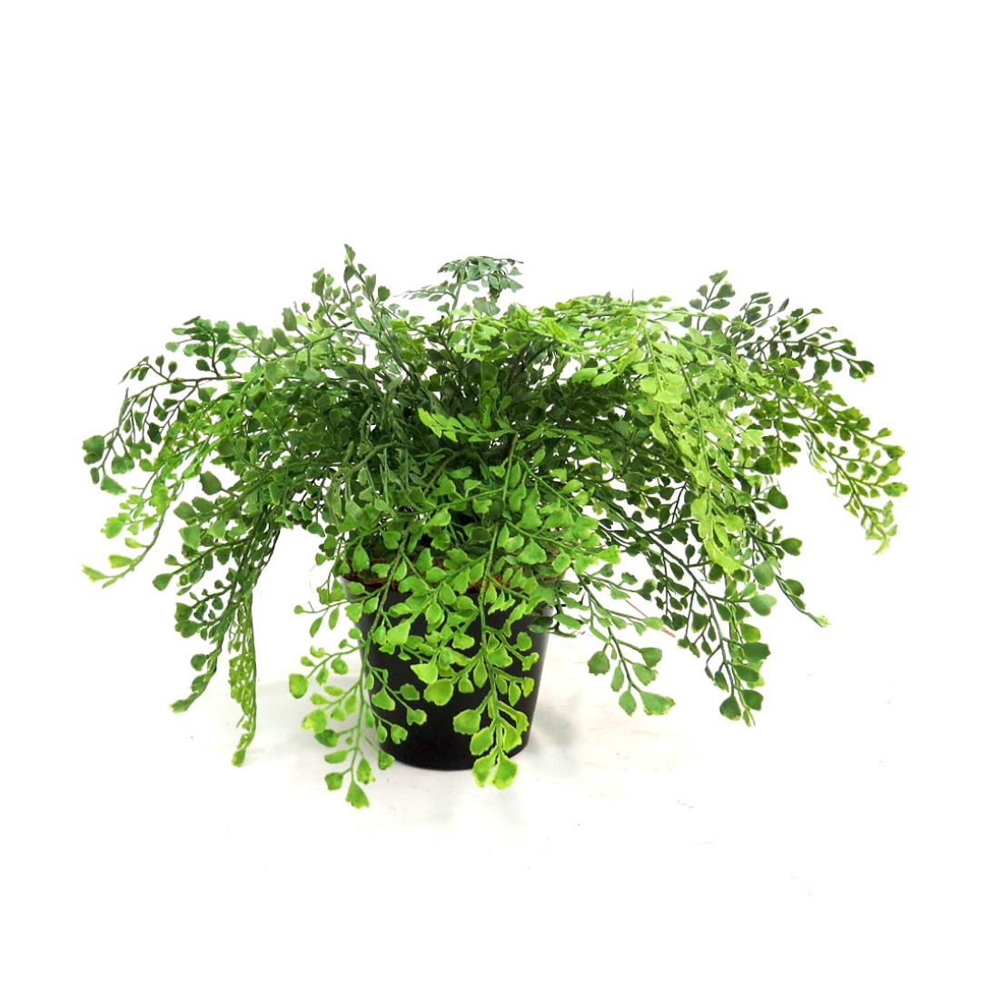 Maiden Fern Pot: Bring the Beauty of Nature Indoors

Elevate your indoor gardening game with the stunning Maiden Fern Pot, a must-have for any plant enthusiast. This gorgeous potted fern boasts an impressive 52cm area of lush, vibrant foliage, standing tall at 45cm.
A Perfect Blend of Style and Functionality