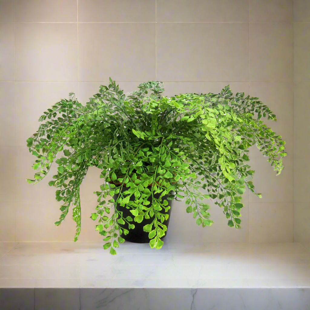 Maiden Fern Pot: Bring the Beauty of Nature Indoors

Elevate your indoor gardening game with the stunning Maiden Fern Pot, a must-have for any plant enthusiast. This gorgeous potted fern boasts an impressive 52cm area of lush, vibrant foliage, standing tall at 45cm.
A Perfect Blend of Style and Functionality