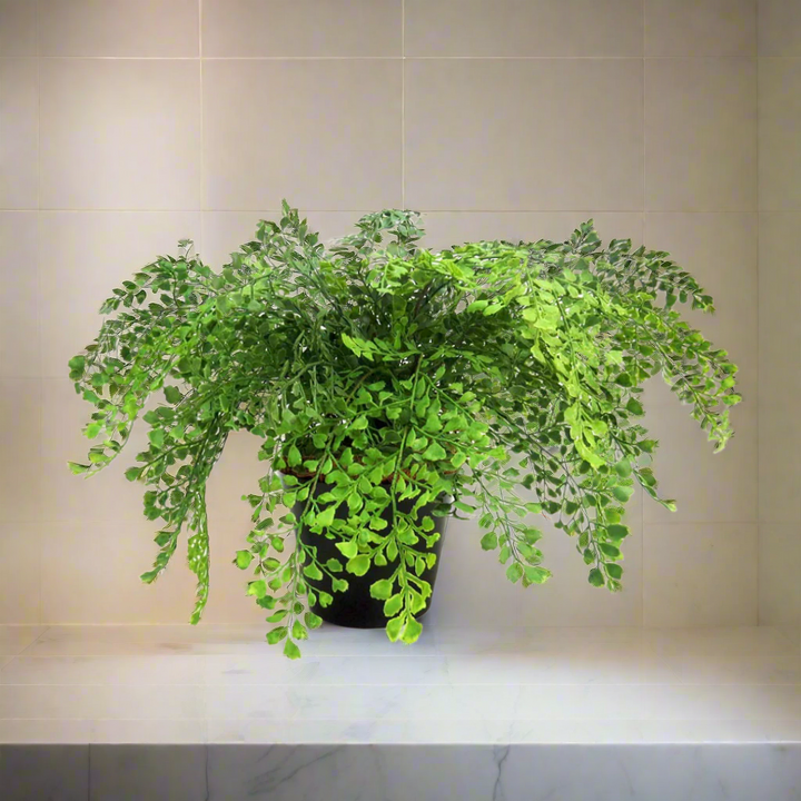 Maiden Fern Pot: Bring the Beauty of Nature Indoors

Elevate your indoor gardening game with the stunning Maiden Fern Pot, a must-have for any plant enthusiast. This gorgeous potted fern boasts an impressive 52cm area of lush, vibrant foliage, standing tall at 45cm.
A Perfect Blend of Style and Functionality
