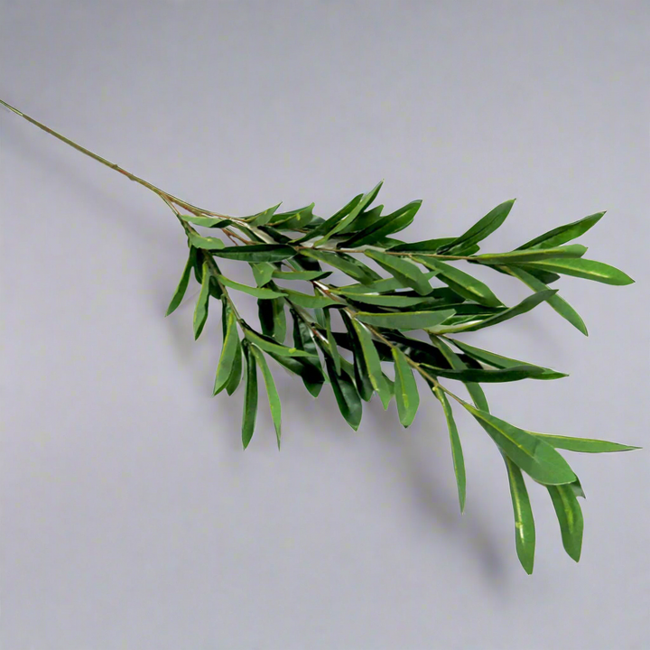 Olive Stem With Fruit