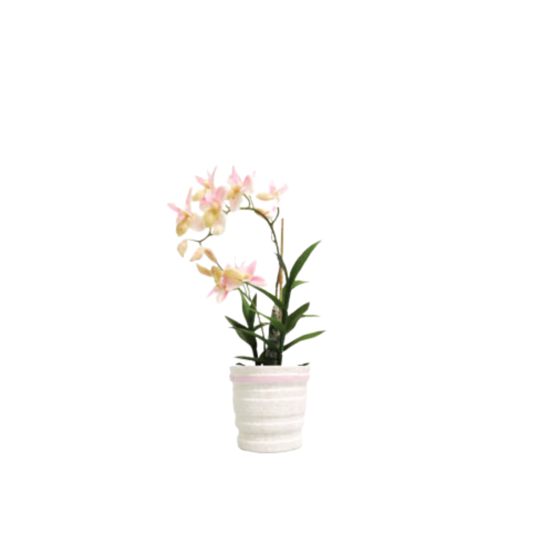 Ophrys orchid potted in ceramic pot&nbsp;
Description
Elevate your space with this exquisite, one-of-a-kind orchid arrangement. Its delicate beauty and unique construction make it a truly special addition to any room.
Key Features
Dimensions: 42cm in height, pot diameter 14cm x 13cm high
Pot Details: White pot with a subtle pink wash accent
Unique Construction: A truly one-of-a-kind piece
Low-Maintenance: Perfect for those who want elegant decor without the fuss
www.uniqueboys.co.za