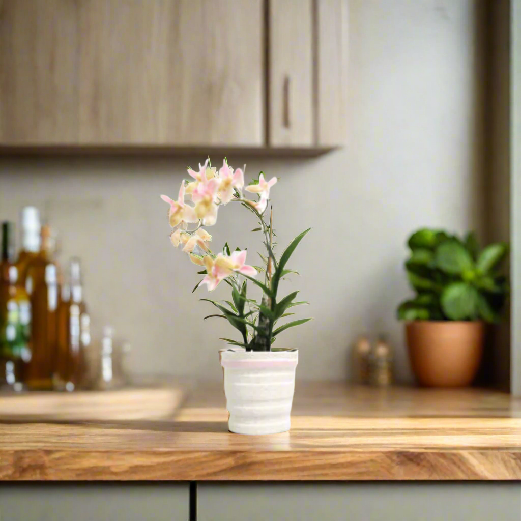 Ophrys orchid potted in ceramic pot&nbsp;
Description
Elevate your space with this exquisite, one-of-a-kind orchid arrangement. Its delicate beauty and unique construction make it a truly special addition to any room.
Key Features
Dimensions: 42cm in height, pot diameter 14cm x 13cm high
Pot Details: White pot with a subtle pink wash accent
Unique Construction: A truly one-of-a-kind piece
Low-Maintenance: Perfect for those who want elegant decor without the fuss
www.uniqueboys.co.za