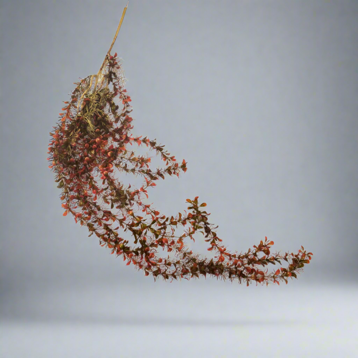 Painted Lady Vine

Bring the outdoors in with the stunning Painted Lady Vine!
Key Features:
Artificial Plant: No maintenance required, perfect for busy lives
Delicate Touch: Adds a touch of natural beauty to any room