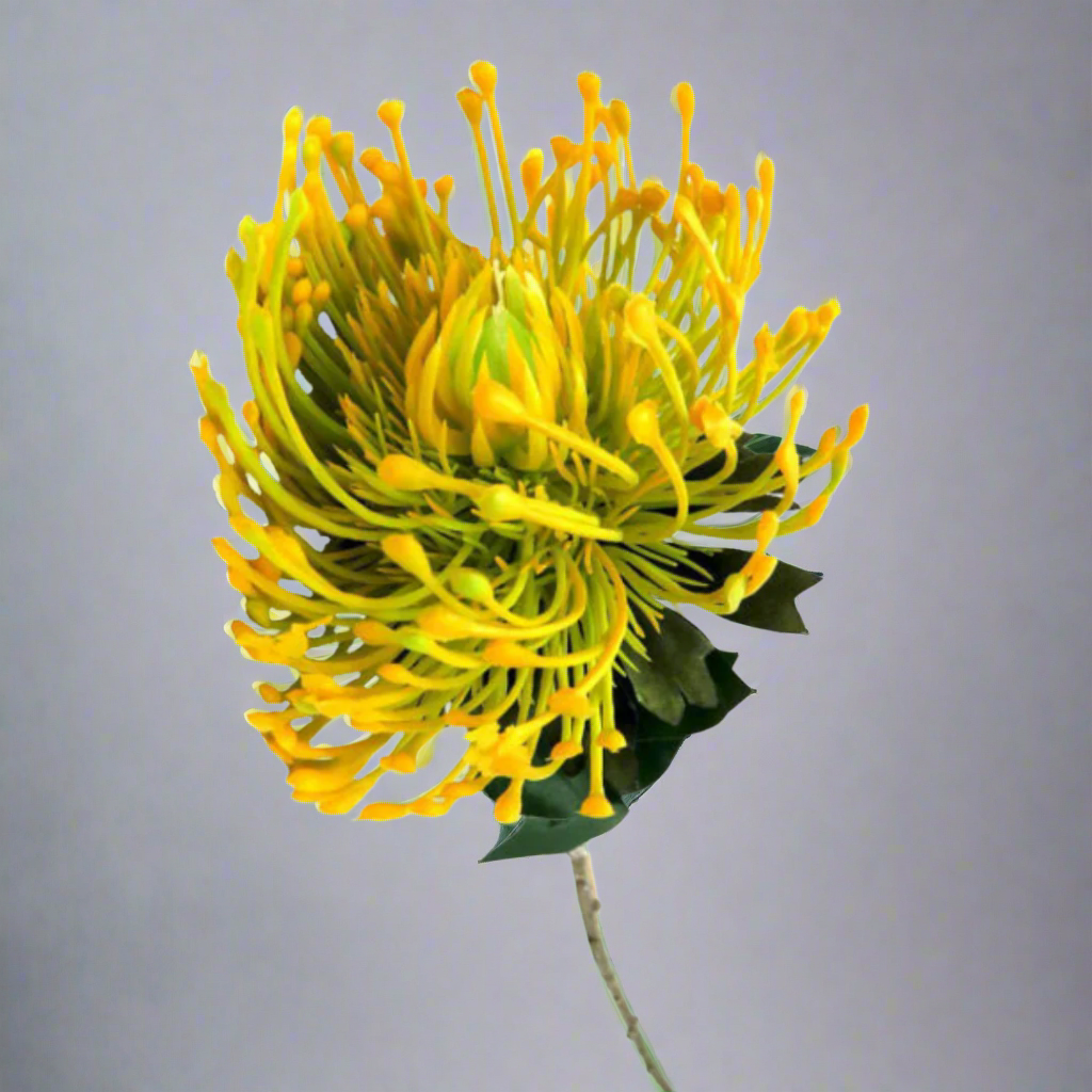 Product Details: Pincushion Sunlight
Description: A vibrant artificial Pincushion Sunlight protea, featuring stunning sunshine yellow shades and a dramatic, elegant design.
Material: Artificial
Size: 73cm length x 11cm diameter