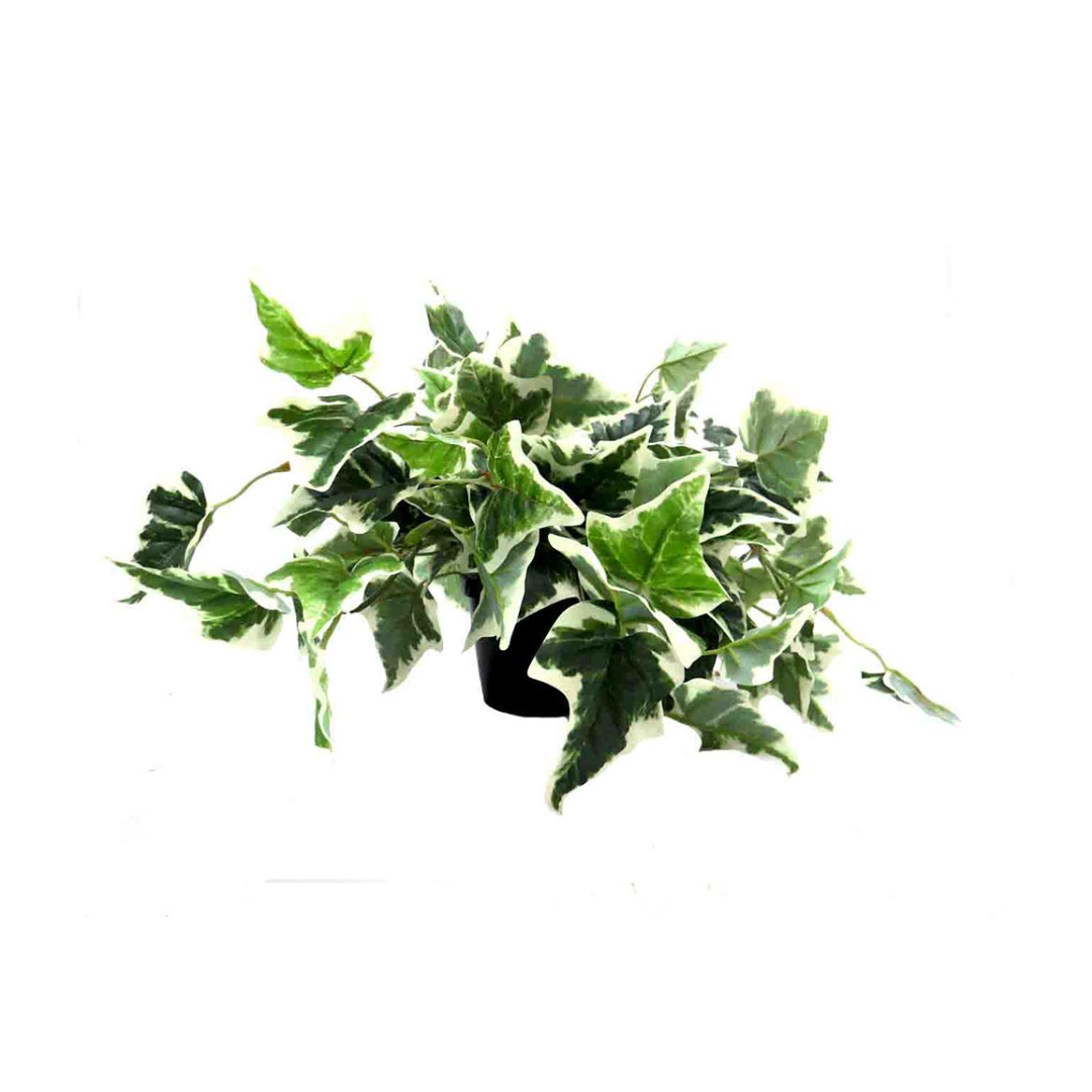 Product Details: Pippa's Ivy Variegata
Description: A beautiful artificial Pippa's Ivy Variegata plant, featuring luscious variegated leaves and a realistic appearance, perfect for adding a touch of vibrant greenery to any space.
Material: Artificial