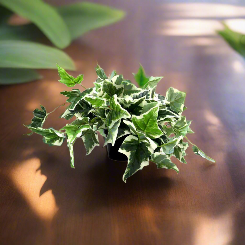 Product Details: Pippa's Ivy Variegata
Description: A beautiful artificial Pippa's Ivy Variegata plant, featuring luscious variegated leaves and a realistic appearance, perfect for adding a touch of vibrant greenery to any space.
Material: Artificial