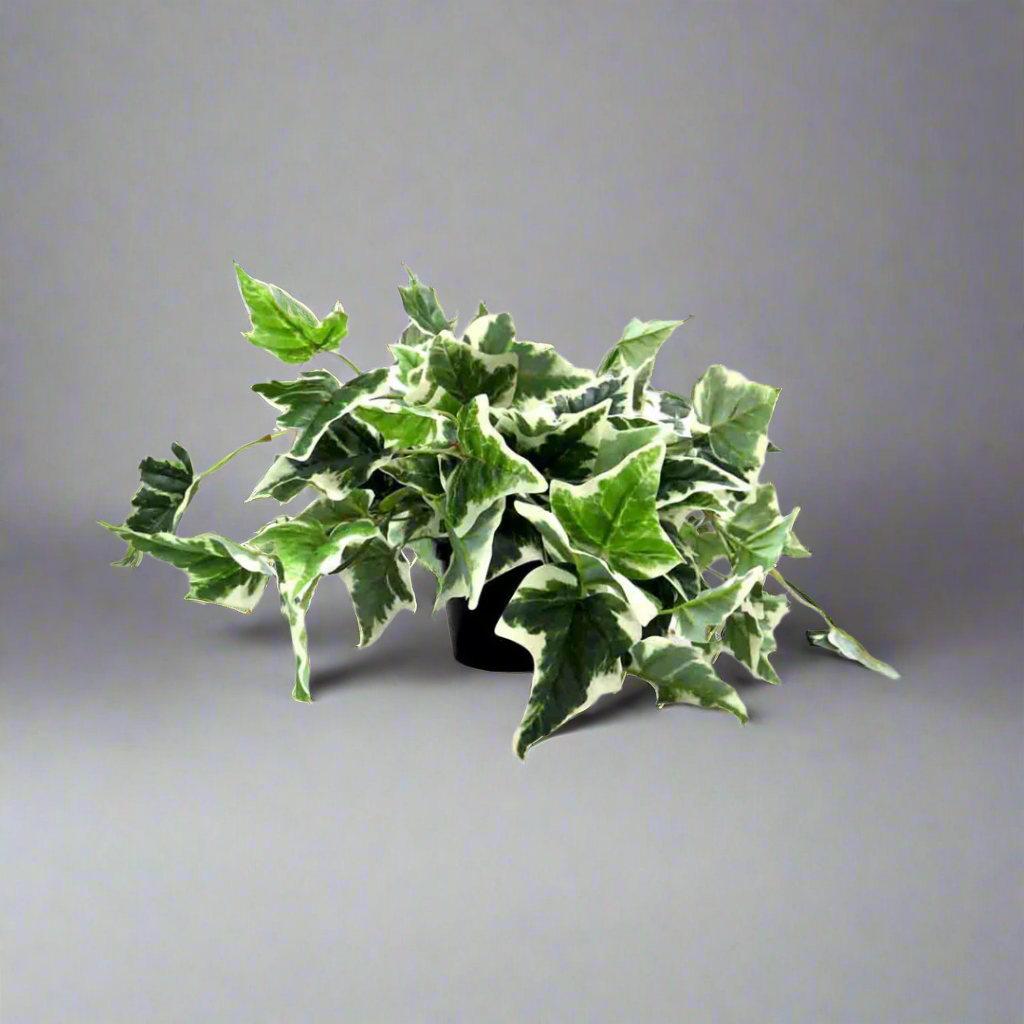 Pippa's Ivy Variegata