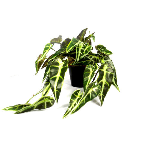 Product Summary: Potted Aloecasia Plant
Description
Bring the beauty of nature indoors with the Potted Aloecasia Plant, a stunning artificial plant perfect for adding a touch of greenery to your space.
Dimensions
Height: 20cm
Length: 30cm