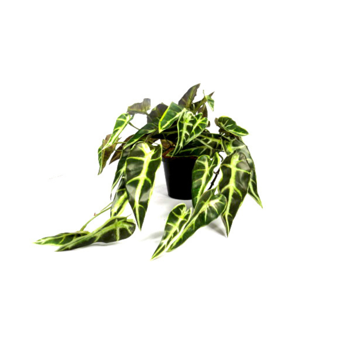 Potted Alocasia Plant
Bring the beauty of nature indoors with this stunning artificial Potted Alocasia Plant. Measuring 20cm high and 30cm wide, this lifelike plant adds a touch of greenery to your home or office without the need for maintenance. unique boys 