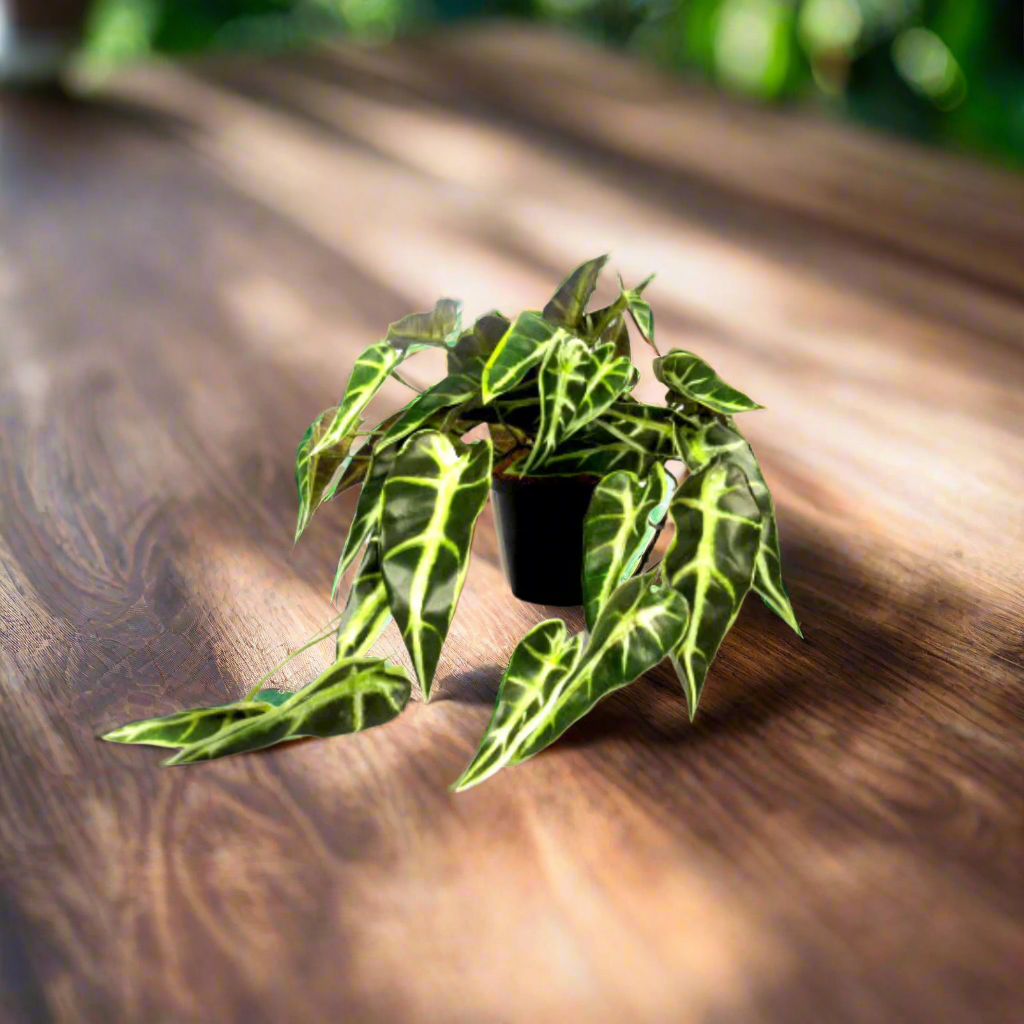 Potted Alocasia Plant
Bring the beauty of nature indoors with this stunning artificial Potted Alocasia Plant. Measuring 20cm high and 30cm wide, this lifelike plant adds a touch of greenery to your home or office without the need for maintenance. unique boys 