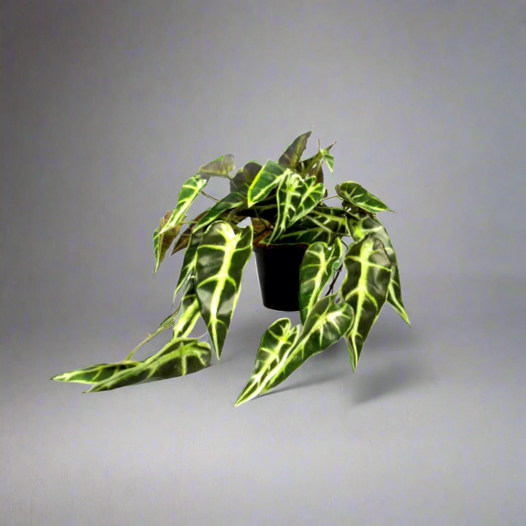 Potted Alocasia Plant
Bring the beauty of nature indoors with this stunning artificial Potted Alocasia Plant. Measuring 20cm high and 30cm wide, this lifelike plant adds a touch of greenery to your home or office without the need for maintenance.
