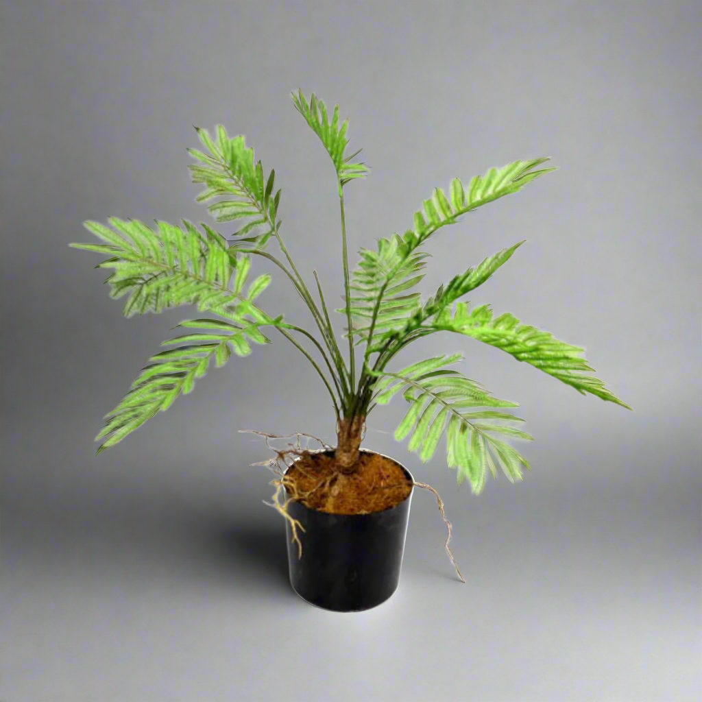 Introducing the Potted Fern
Add a Touch of Natural Elegance to Your Space
Elevate your indoor space with our stunning Potted Fern, boasting a 49cm height and 50cm width. This versatile and striking artificial plant is perfect for adding a touch of greenery to any room.