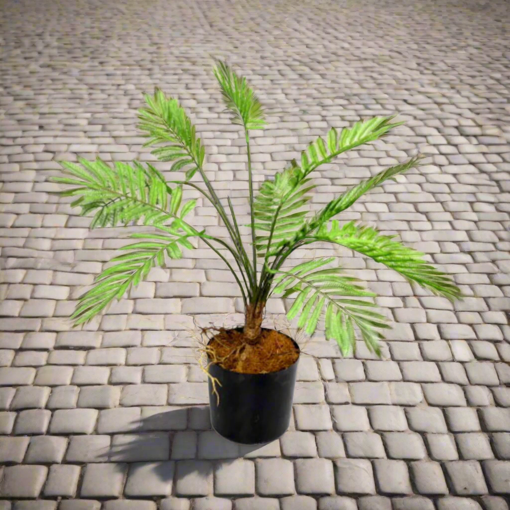 Introducing the Potted Fern
Add a Touch of Natural Elegance to Your Space
Elevate your indoor space with our stunning Potted Fern, boasting a 49cm height and 50cm width. This versatile and striking artificial plant is perfect for adding a touch of greenery to any room.