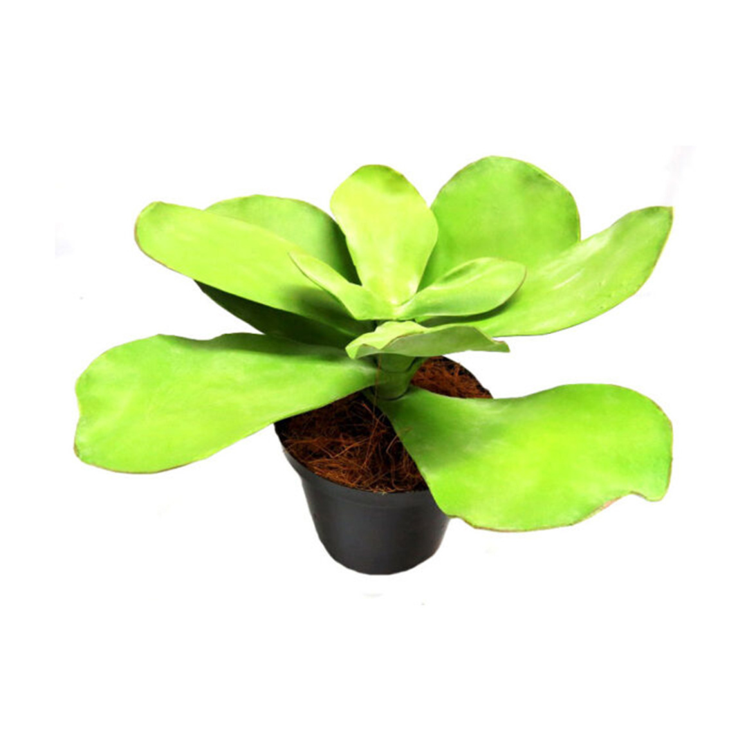 Introducing the Potted Paddle Plant
Low-Maintenance Greenery for Busy Spaces
Add a touch of natural beauty to your home or office with our stunning Potted Paddle Plant. Standing at 40cm tall and 50cm wide, this artificial plant is perfect for busy individuals or spaces with limited natural light.