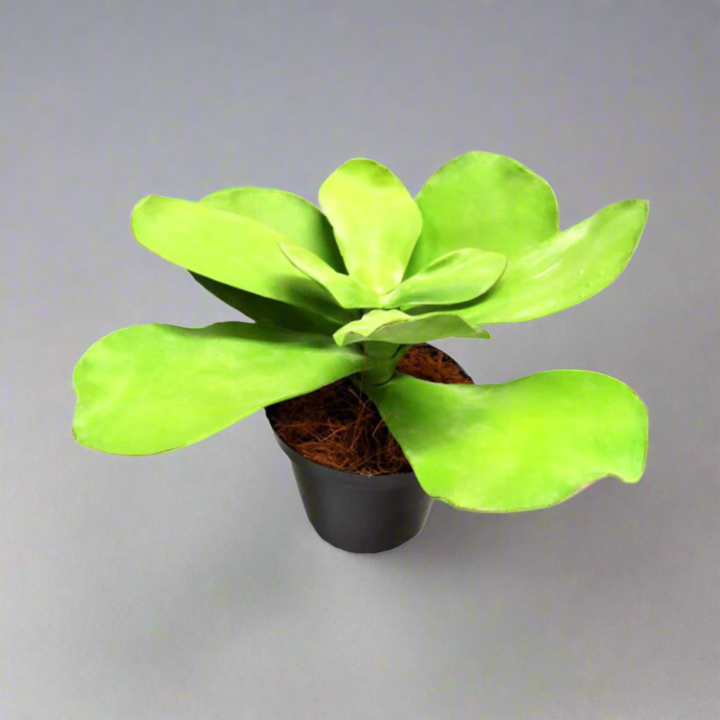 Potted Paddle Plant