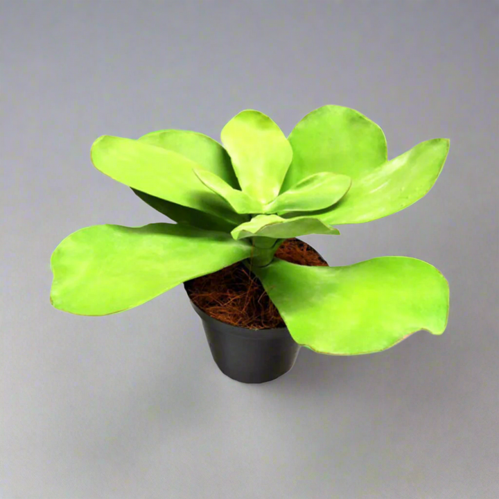 Potted Paddle Plant