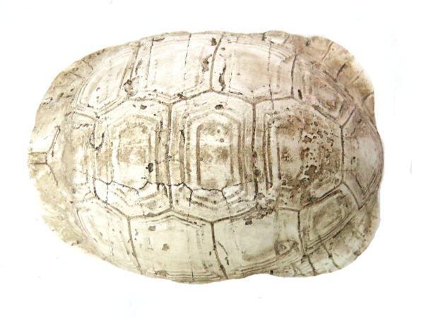 
Introducing the Slobro Turtle
Versatile and Stylish Decor for Your Home
Add a touch of coastal charm to your space with our stunning Slobro Turtle. Measuring 10cm x 6cm x 13cm, this unique "bleached" double-sided tortoise shell can be used as a hanging decoration or a stylish table centerpiece.
Perfect for:
Adding a touch of coastal elegance to your home or office decor
Creating a unique and eye-catching conversation piece
Elevating your space with a versatile and stylish decorative item
Key Features:
Uniq