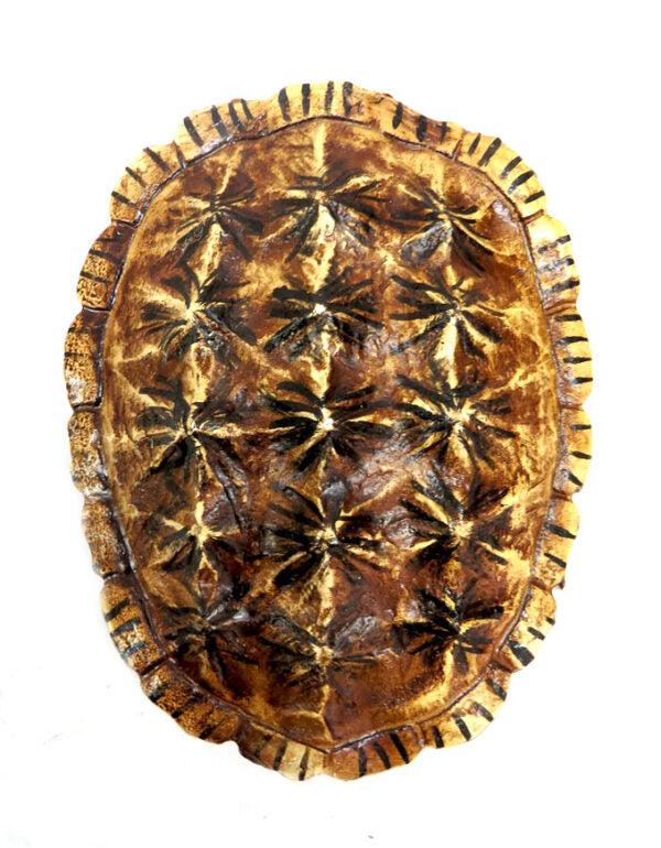 Balboa Tortoise - Elegant Home Accent
Elevate your home decor with the stunning Balboa Tortoise, expertly crafted to add sophistication and elegance to any space. Its striking tortoise shell design makes a bold statement on tables, walls, or shelves.
Key Features:
Striking Tortoise Shell Design: Unique, eye-catching pattern
Exceptional Craftsmanship: Precision-made for exceptional beauty
Compact Size: 22.5cm x 7.5cm x 18cm, perfect for small spaces
Versatile: Suitable for tables, walls, or shelves
Benefits: