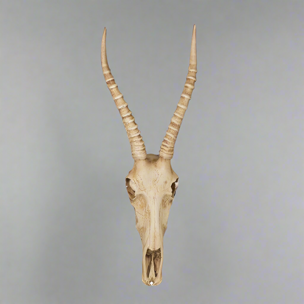 Resin Cement Nyala Skull Wall Hanging
Wildlife Elegance for Your Walls
Add a touch of wild sophistication to your space with this stunning Resin Cement Nyala Skull wall hanging. Featuring majestic horns and a rich Wild Honey colour, this decorative piece is perfect for making a statement.