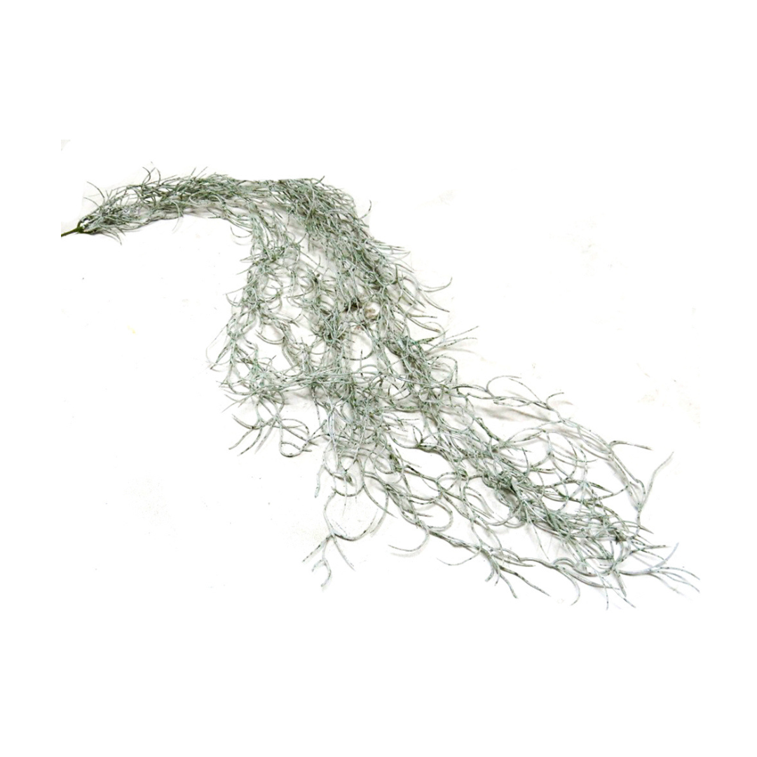 Spanish Moss